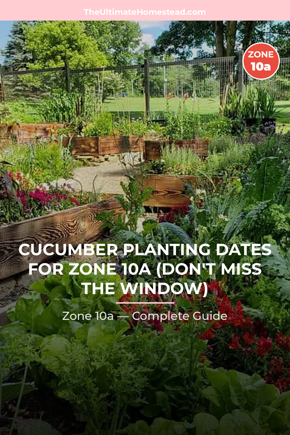 When to Plant Cucumber in Zone 10a