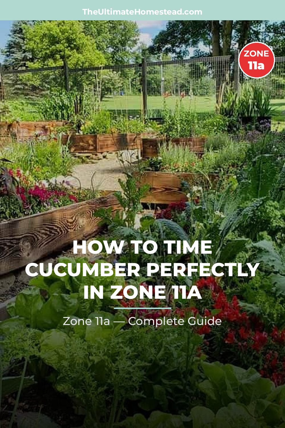 When to Plant Cucumber in Zone 11a