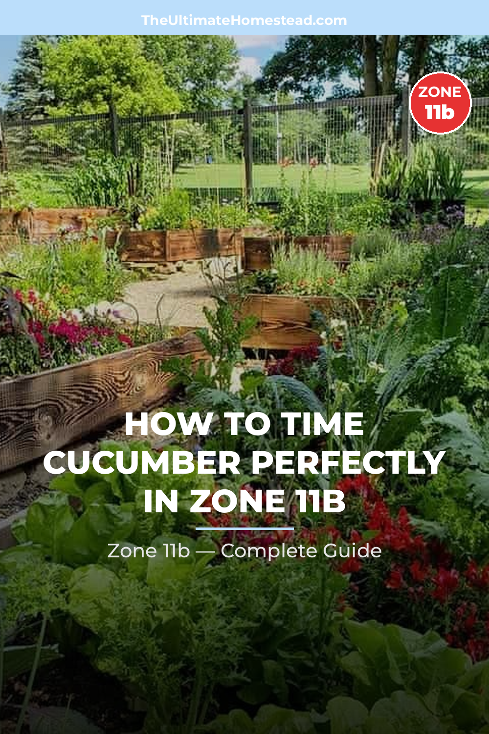 When to Plant Cucumber in Zone 11b
