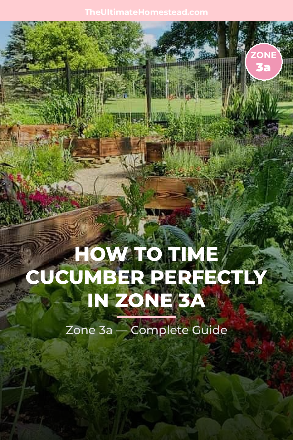 When to Plant Cucumber in Zone 3a