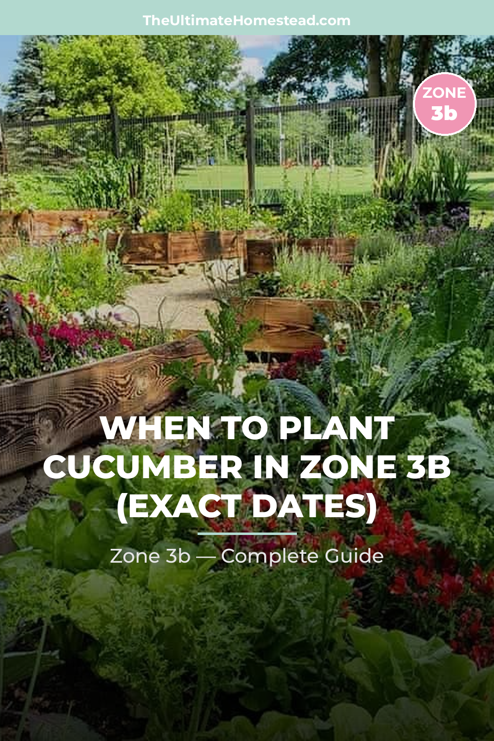 When to Plant Cucumber in Zone 3b