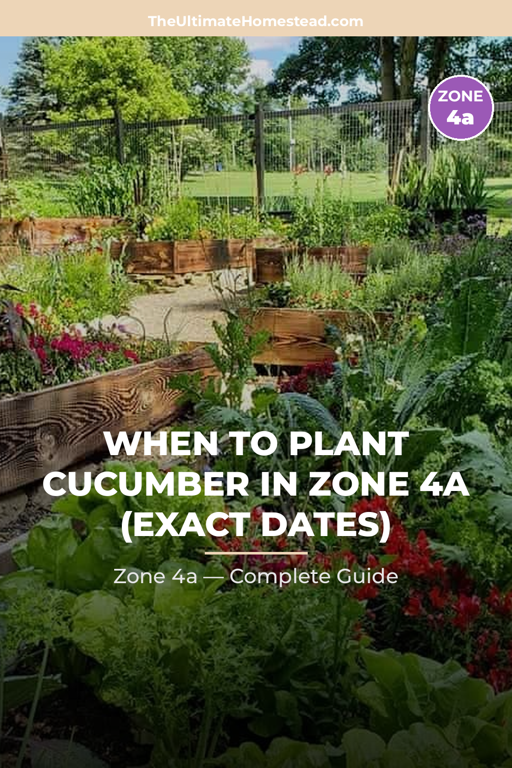When to Plant Cucumber in Zone 4a
