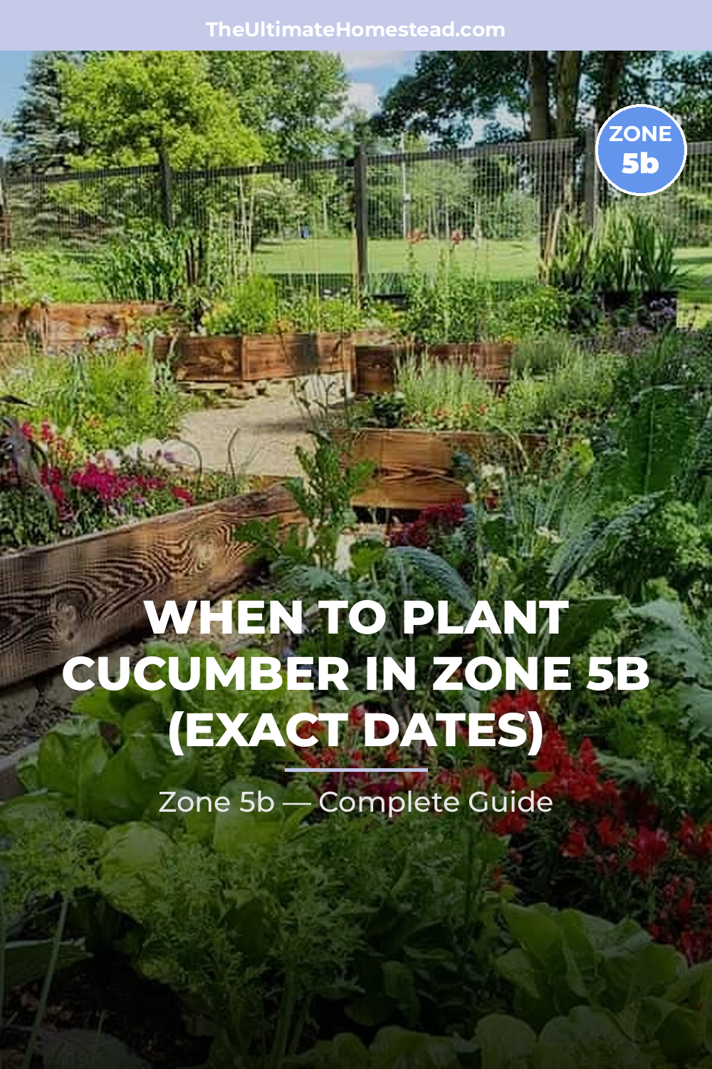 When to Plant Cucumber in Zone 5b