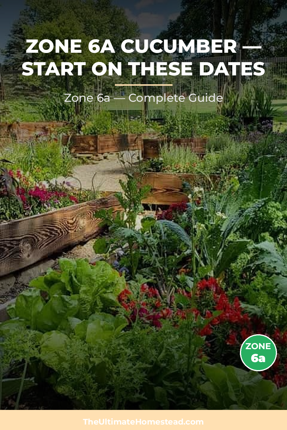 When to Plant Cucumber in Zone 6a