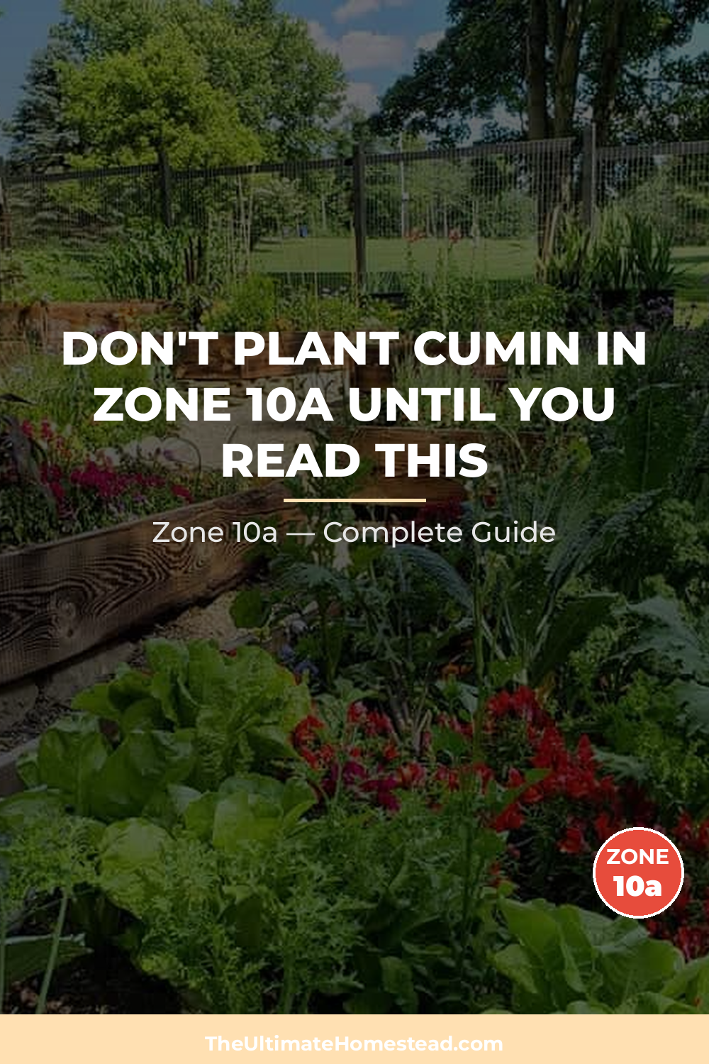 When to Plant Cumin in Zone 10a
