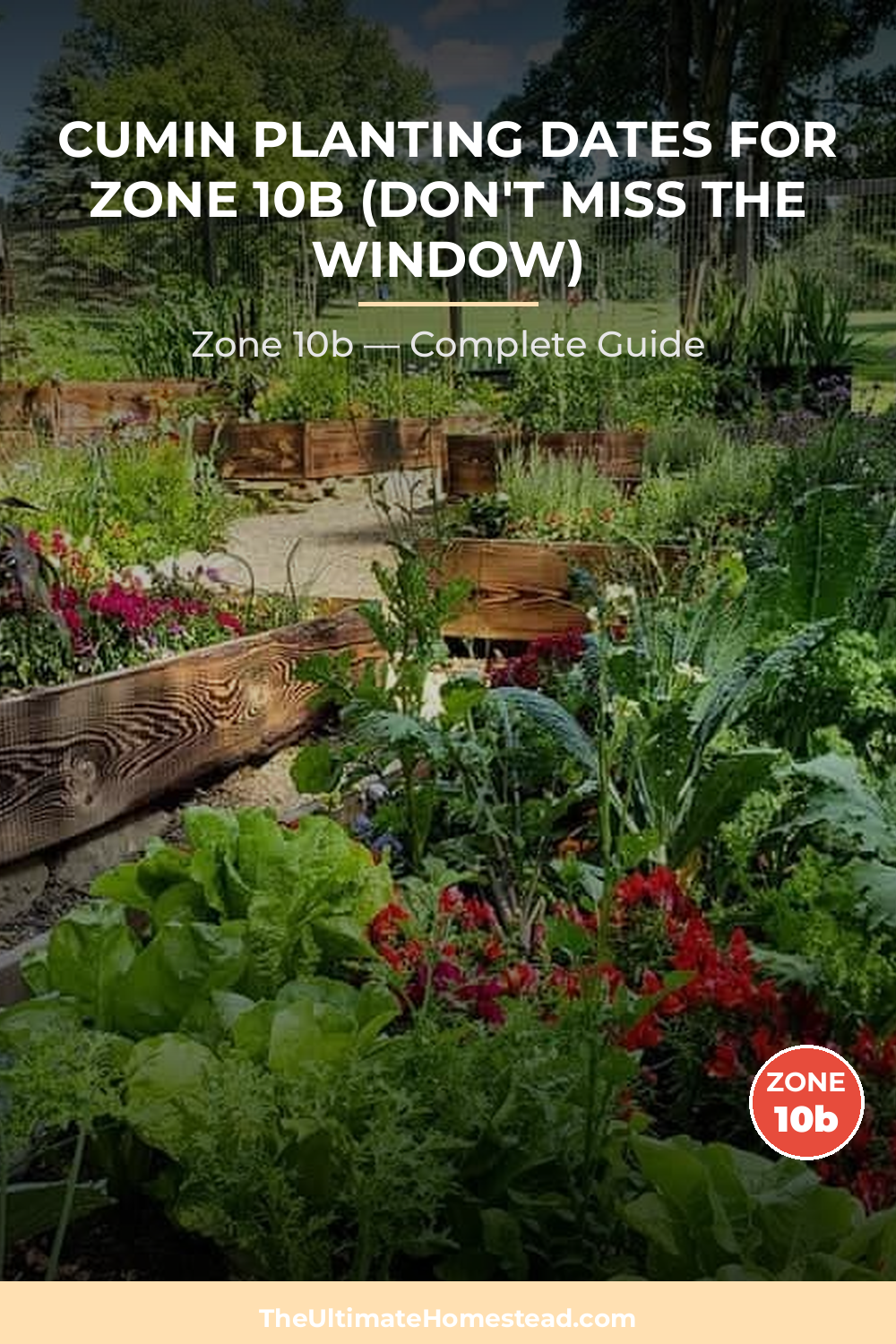 When to Plant Cumin in Zone 10b
