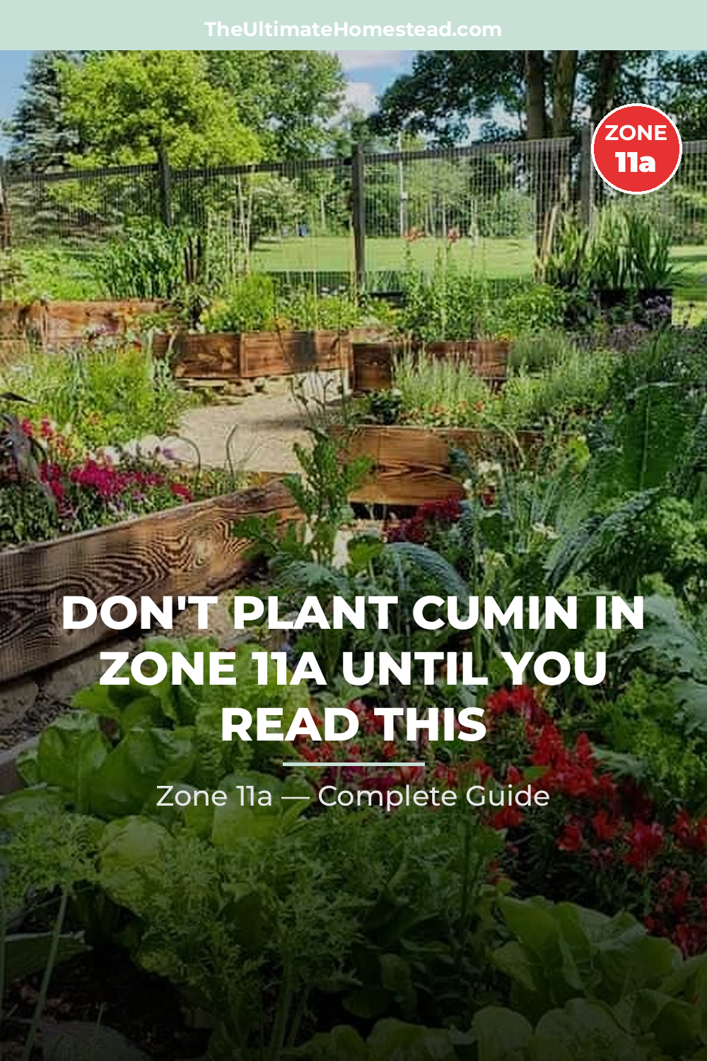 When to Plant Cumin in Zone 11a