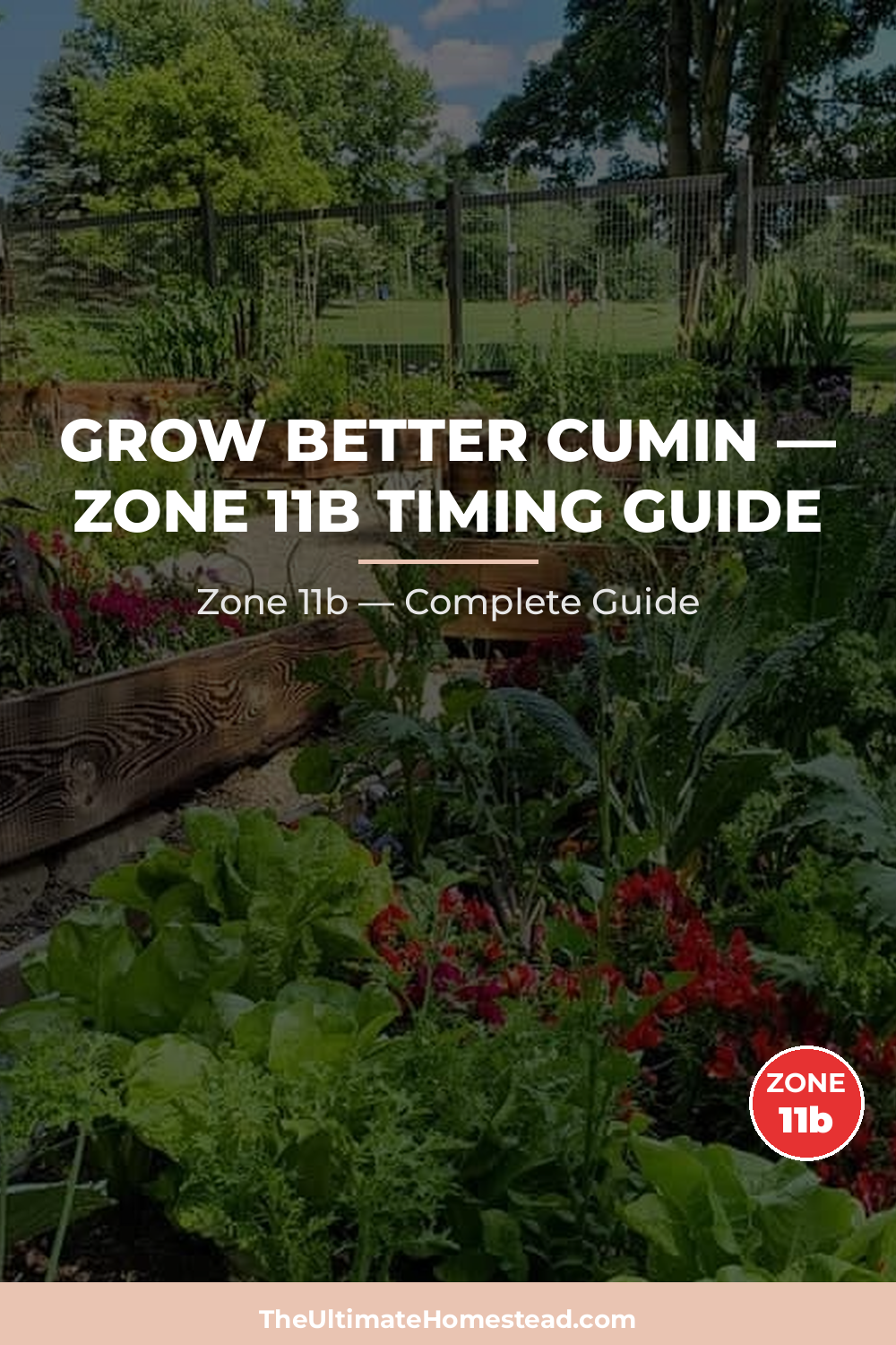 When to Plant Cumin in Zone 11b