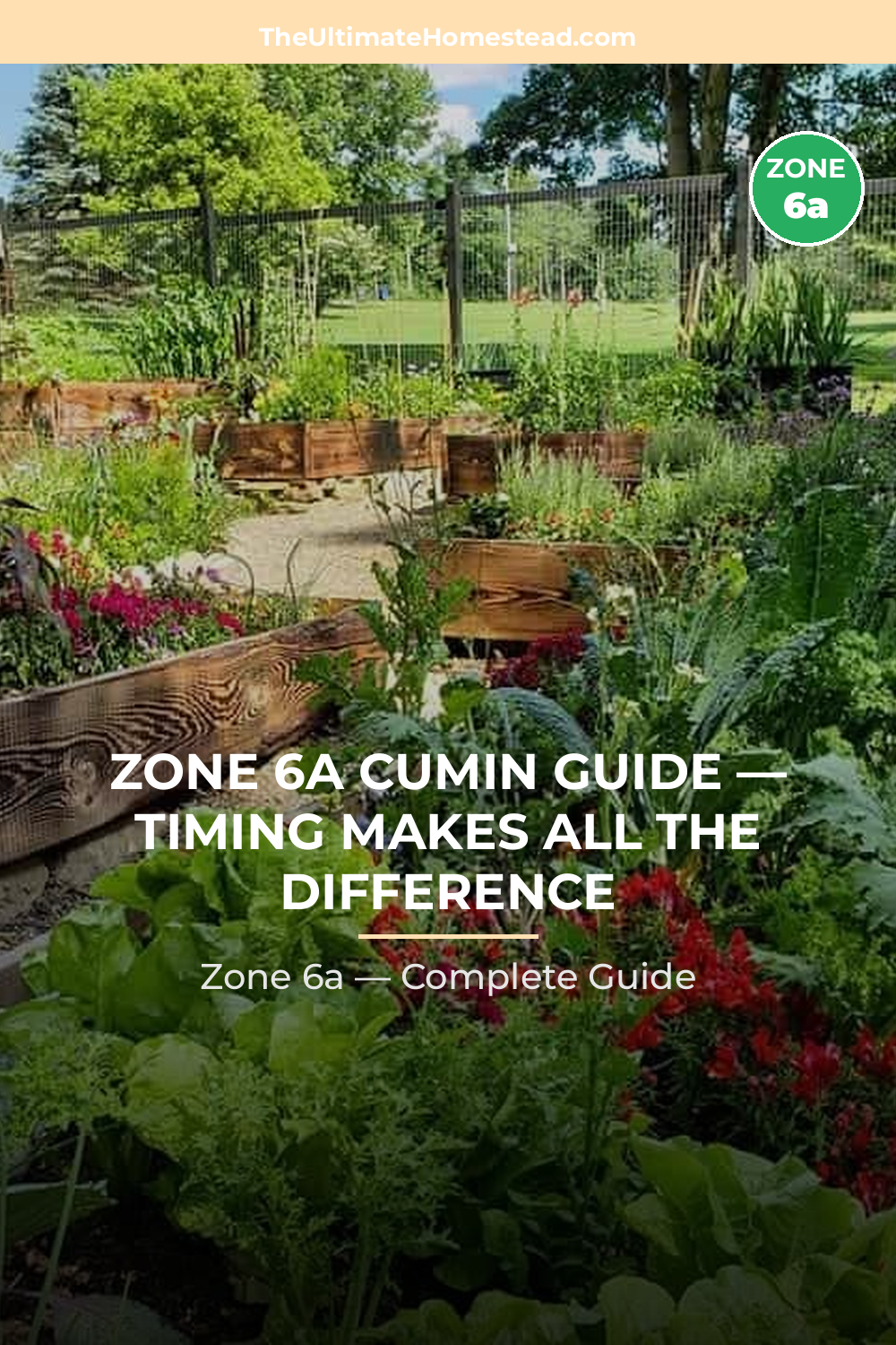 When to Plant Cumin in Zone 6a