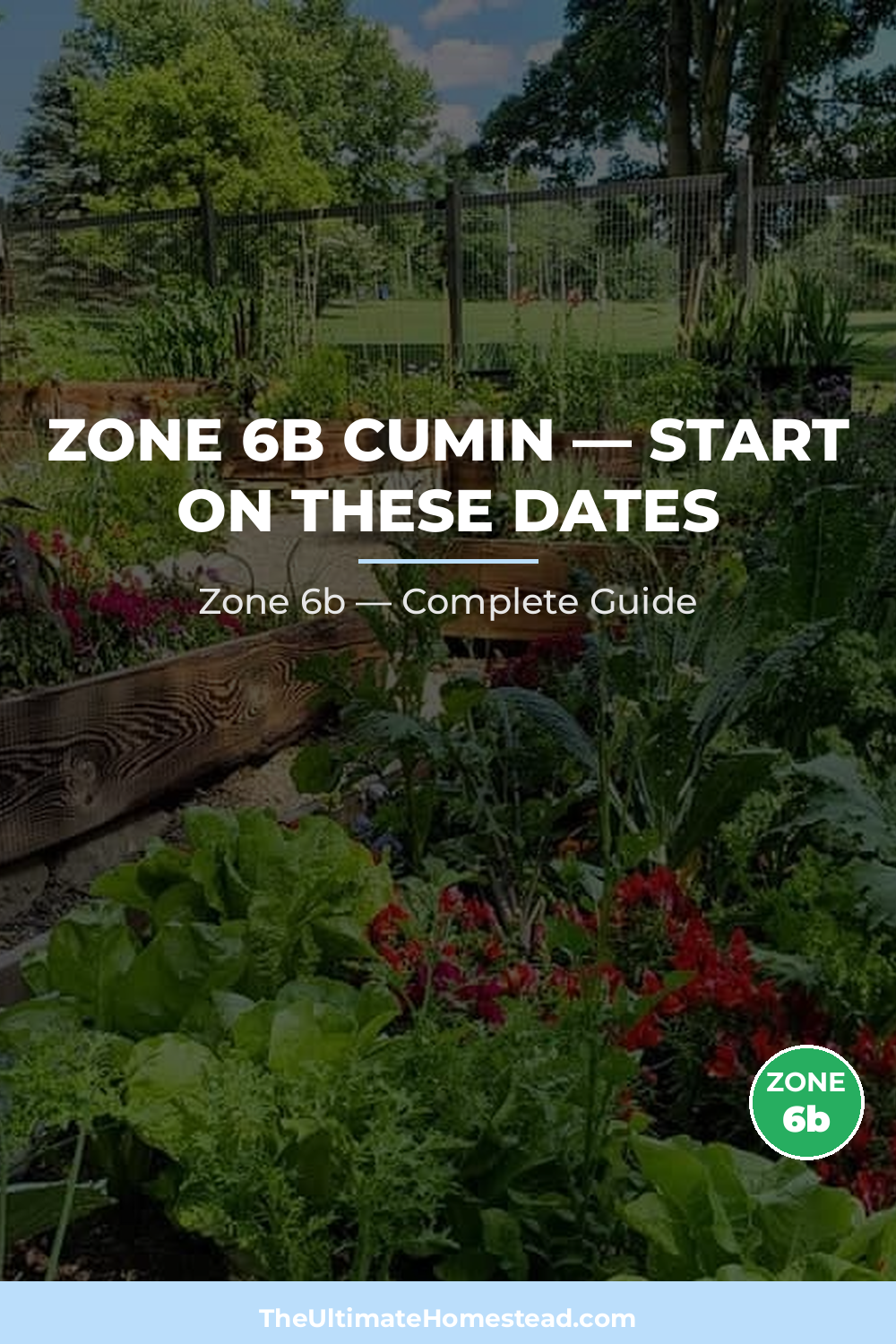 When to Plant Cumin in Zone 6b