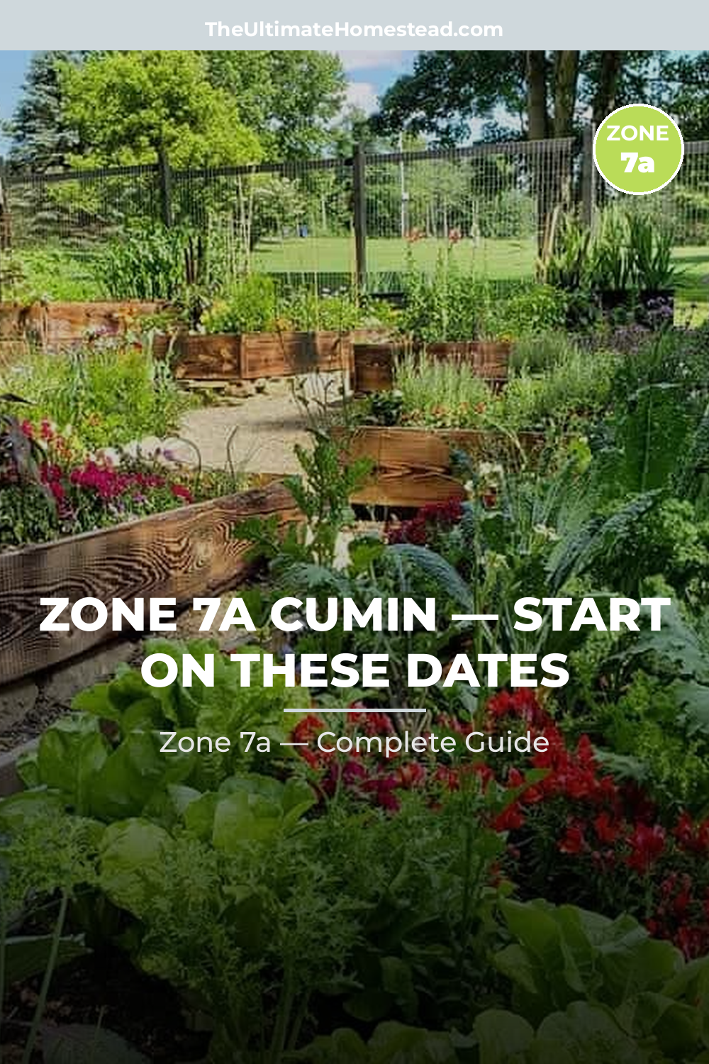 When to Plant Cumin in Zone 7a