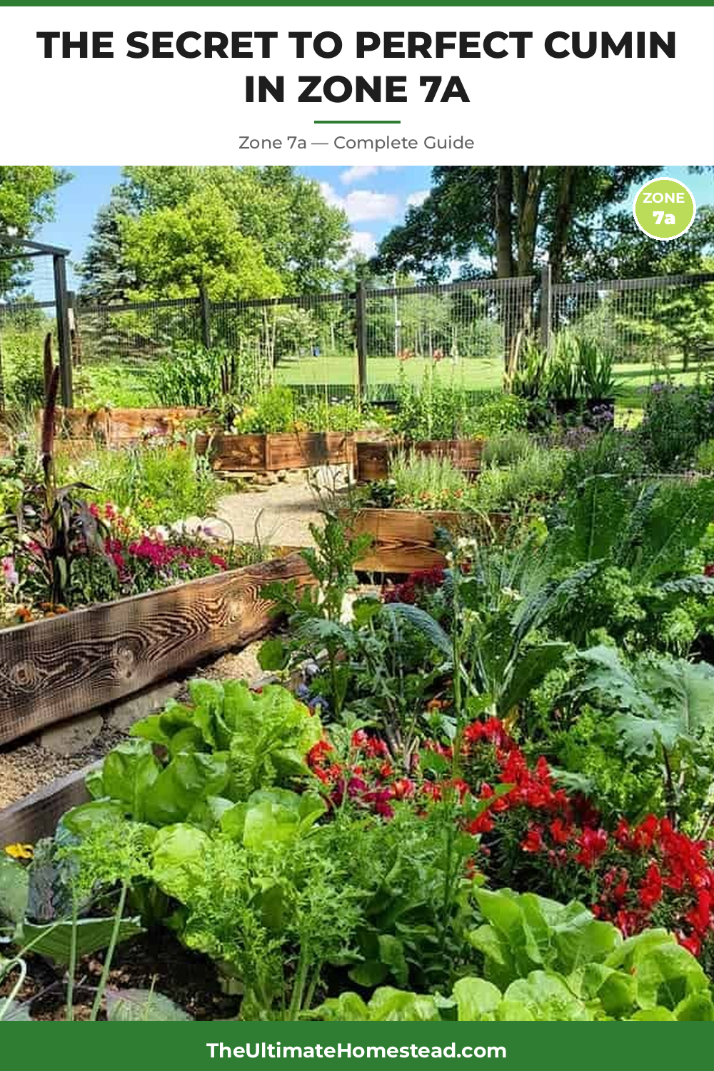 When to Plant Cumin in Zone 7a