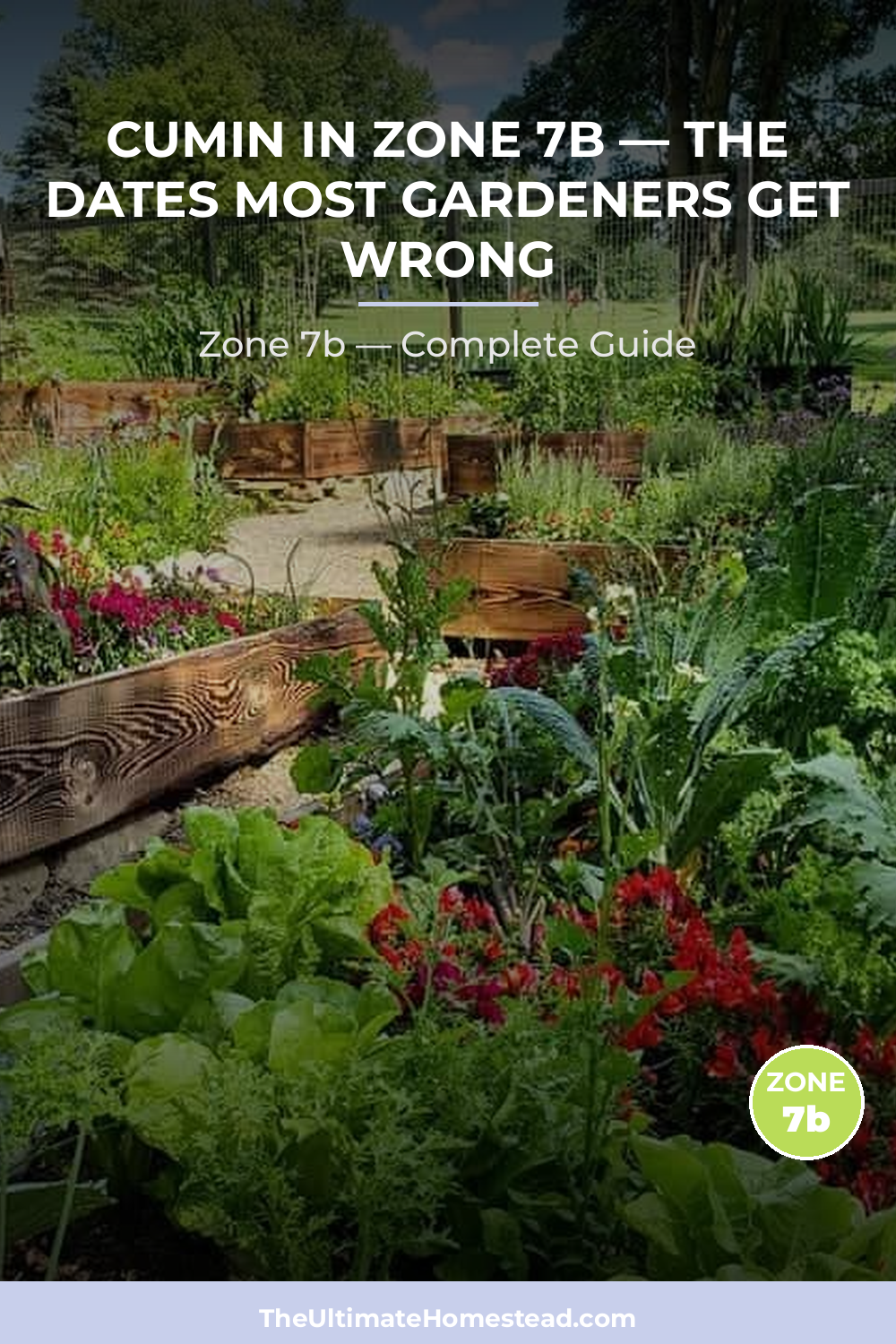 When to Plant Cumin in Zone 7b