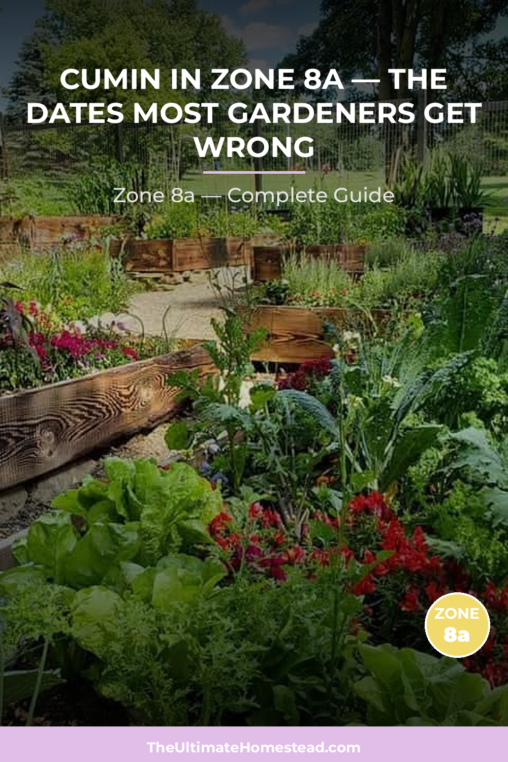 When to Plant Cumin in Zone 8a