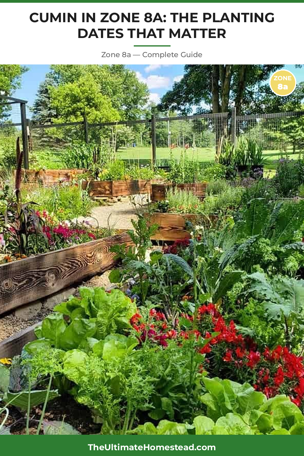 When to Plant Cumin in Zone 8a