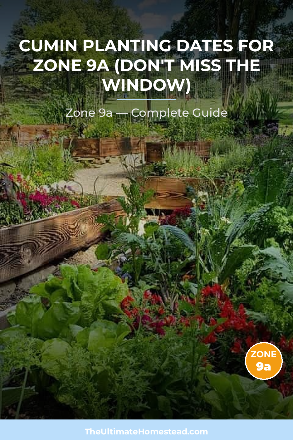 When to Plant Cumin in Zone 9a