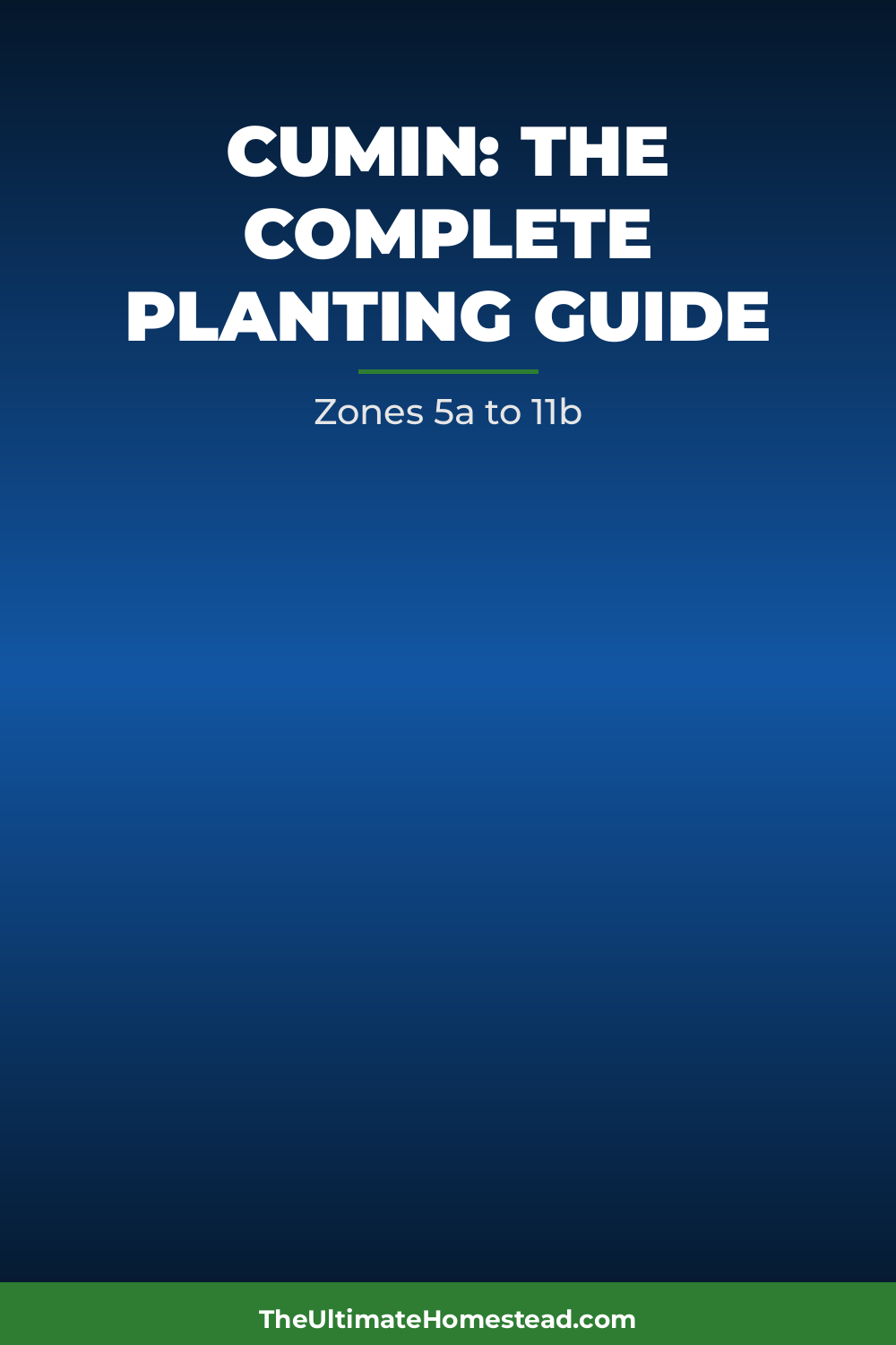 Cumin Planting Guide