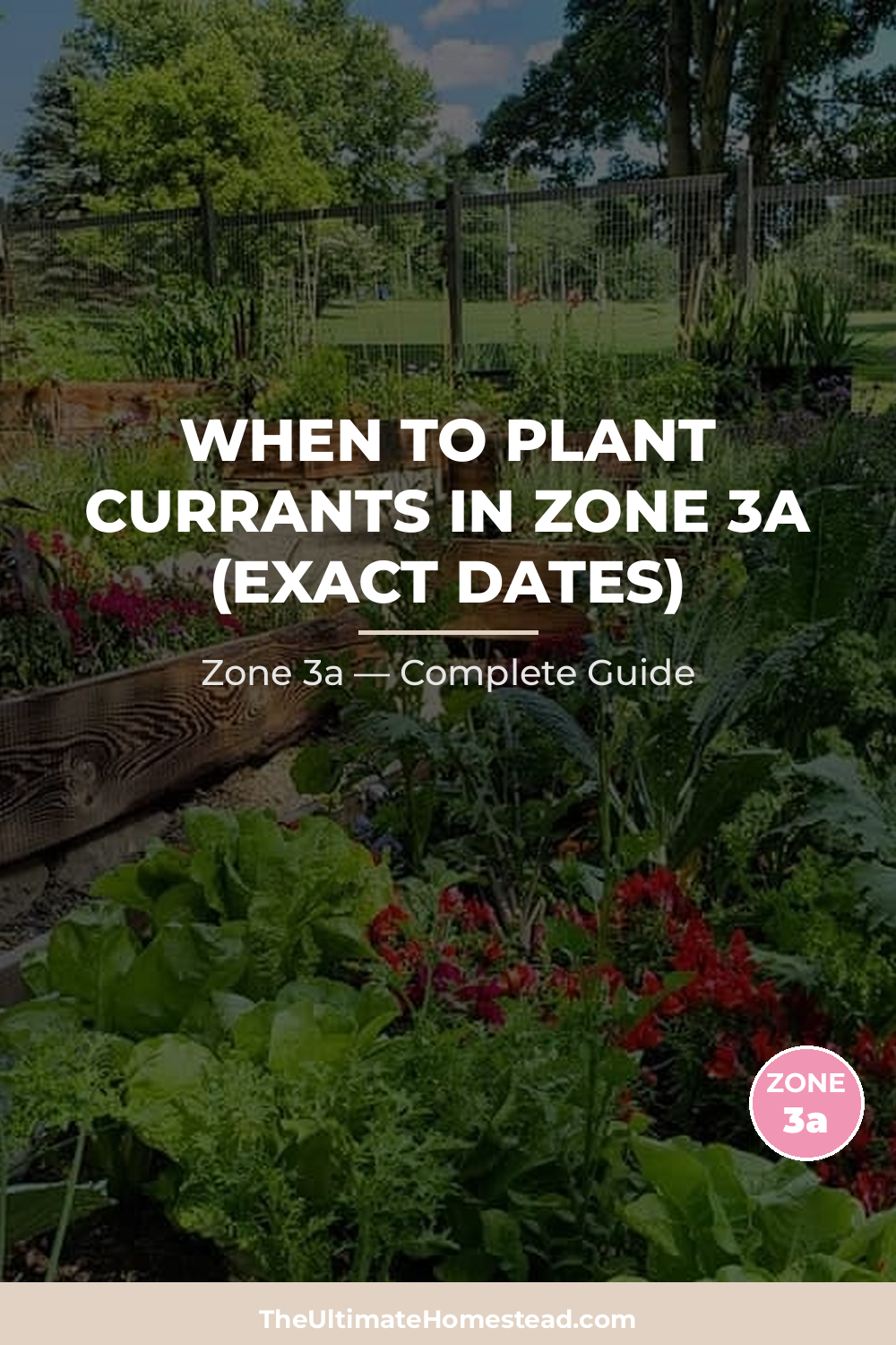 When to Plant Currants in Zone 3a