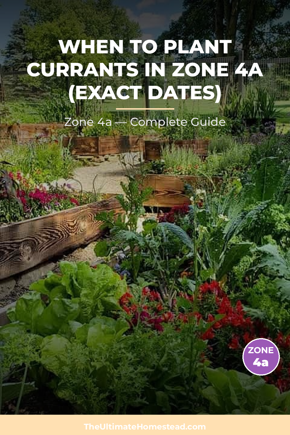 When to Plant Currants in Zone 4a