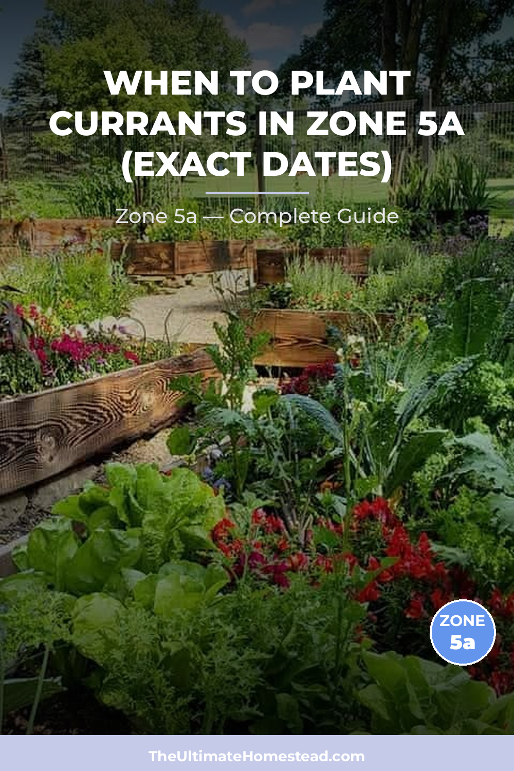 When to Plant Currants in Zone 5a