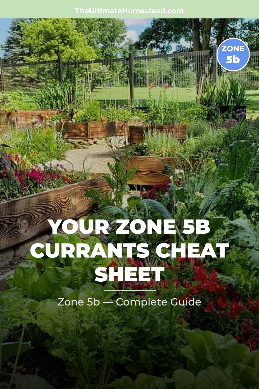 When to Plant Currants in Zone 5b
