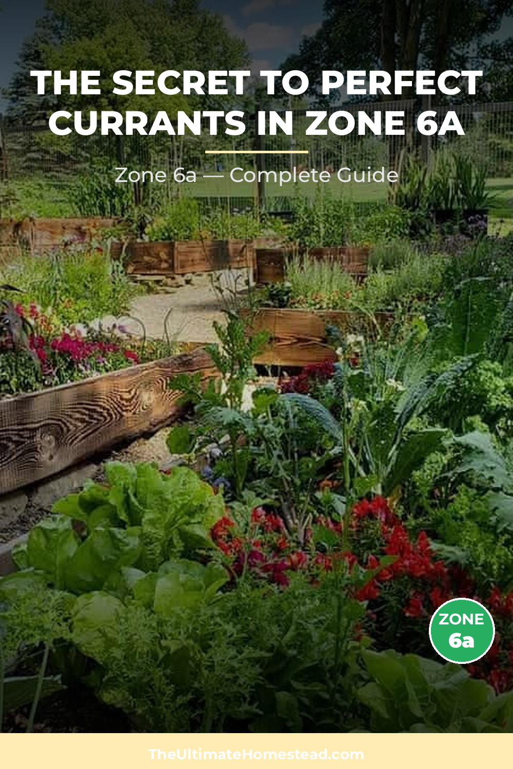 When to Plant Currants in Zone 6a