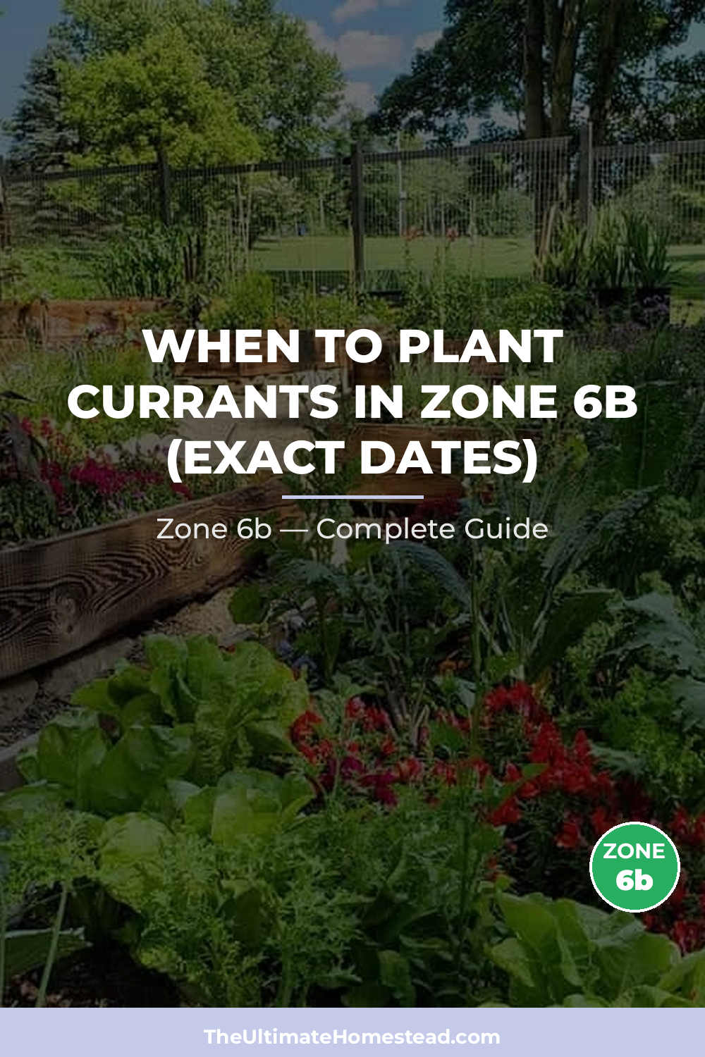 When to Plant Currants in Zone 6b