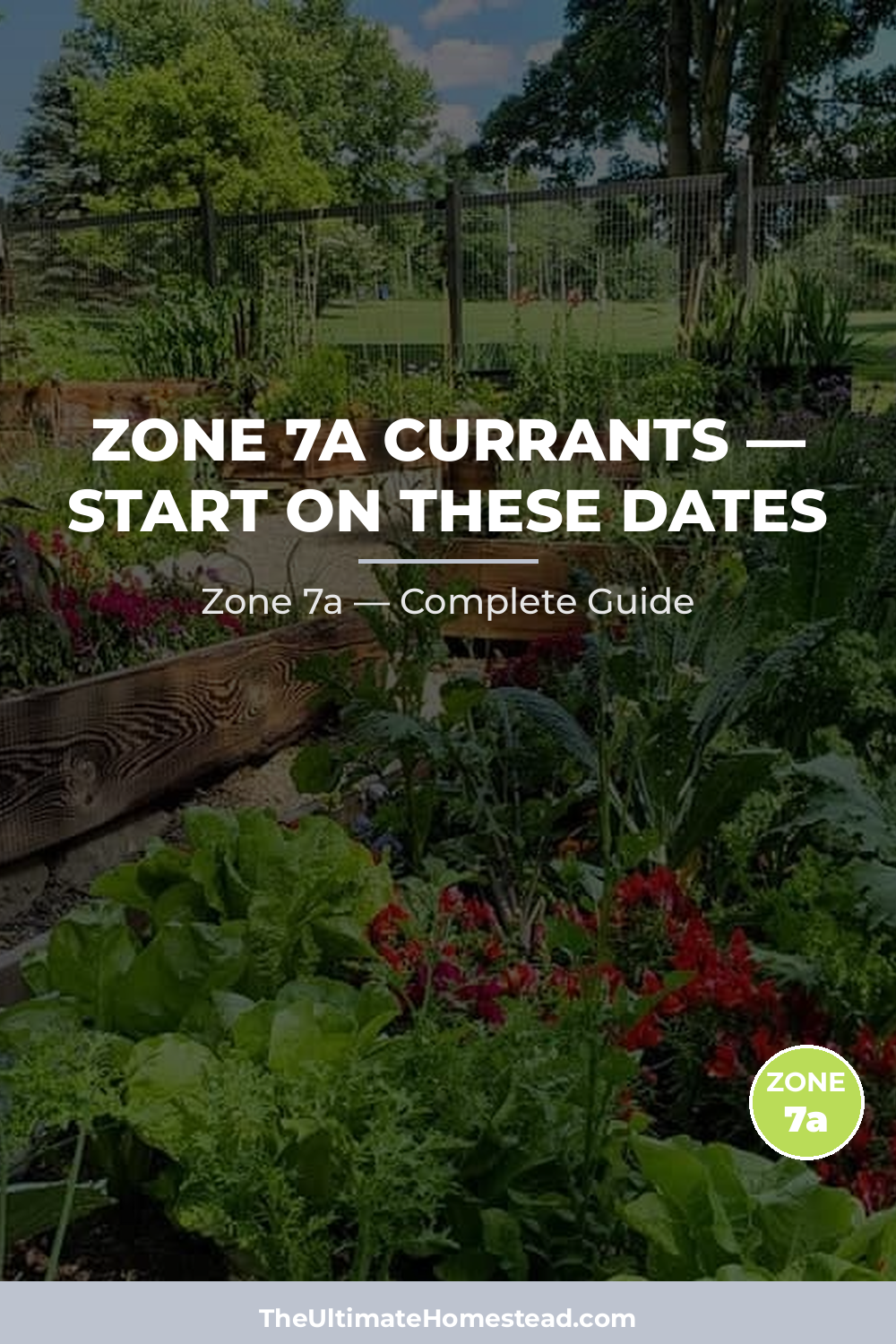 When to Plant Currants in Zone 7a