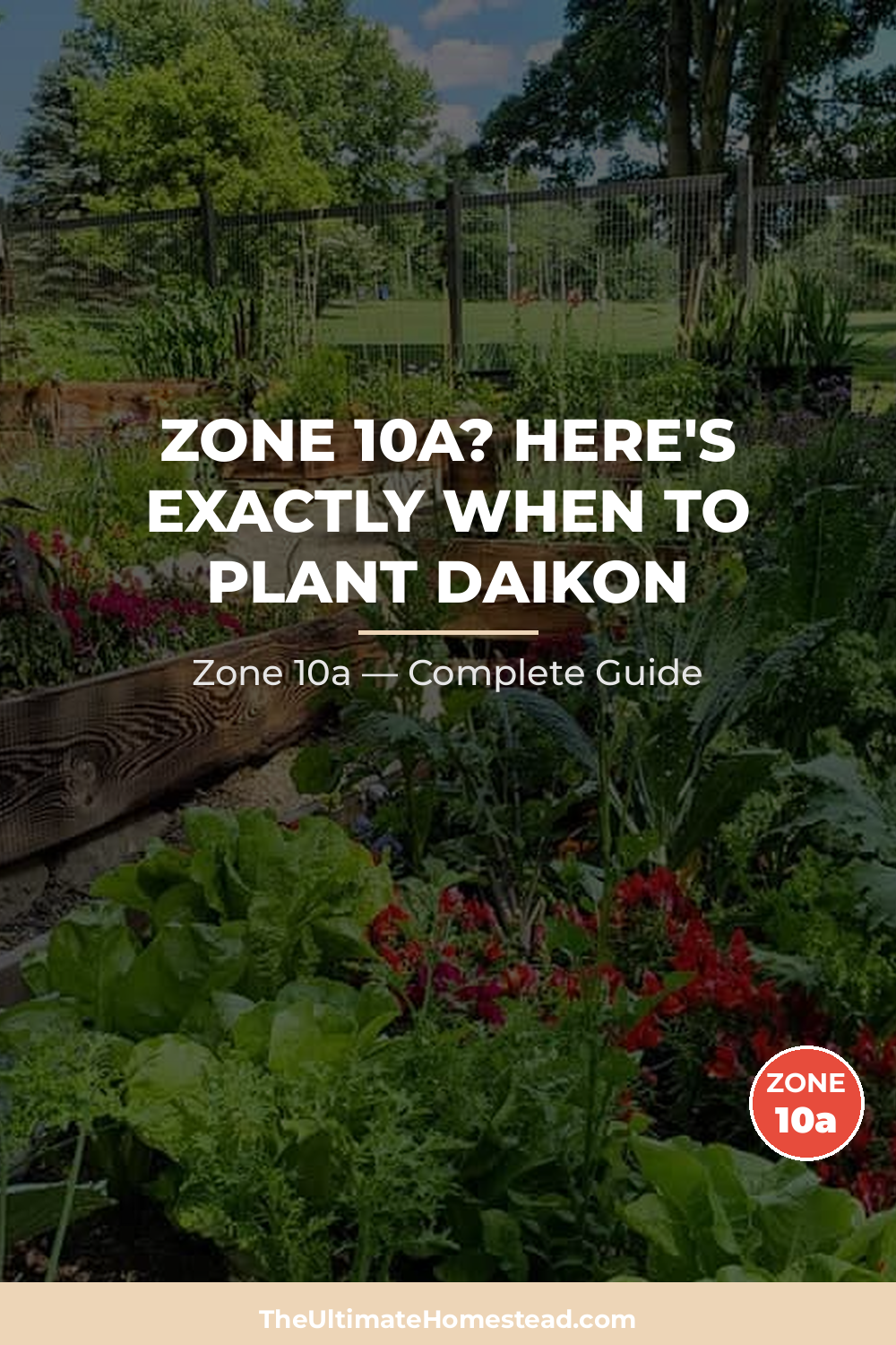 When to Plant Daikon in Zone 10a
