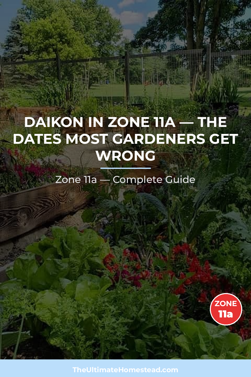 When to Plant Daikon in Zone 11a