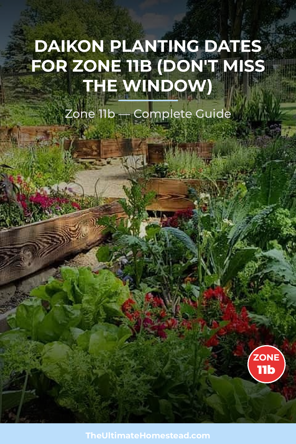 When to Plant Daikon in Zone 11b