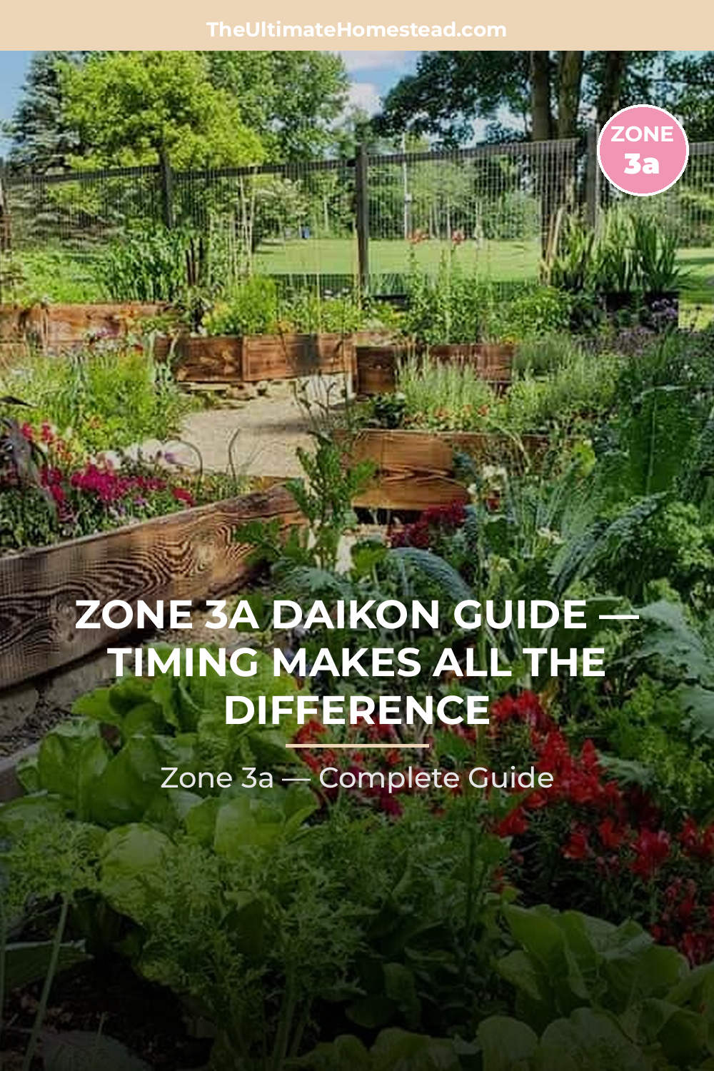 When to Plant Daikon in Zone 3a