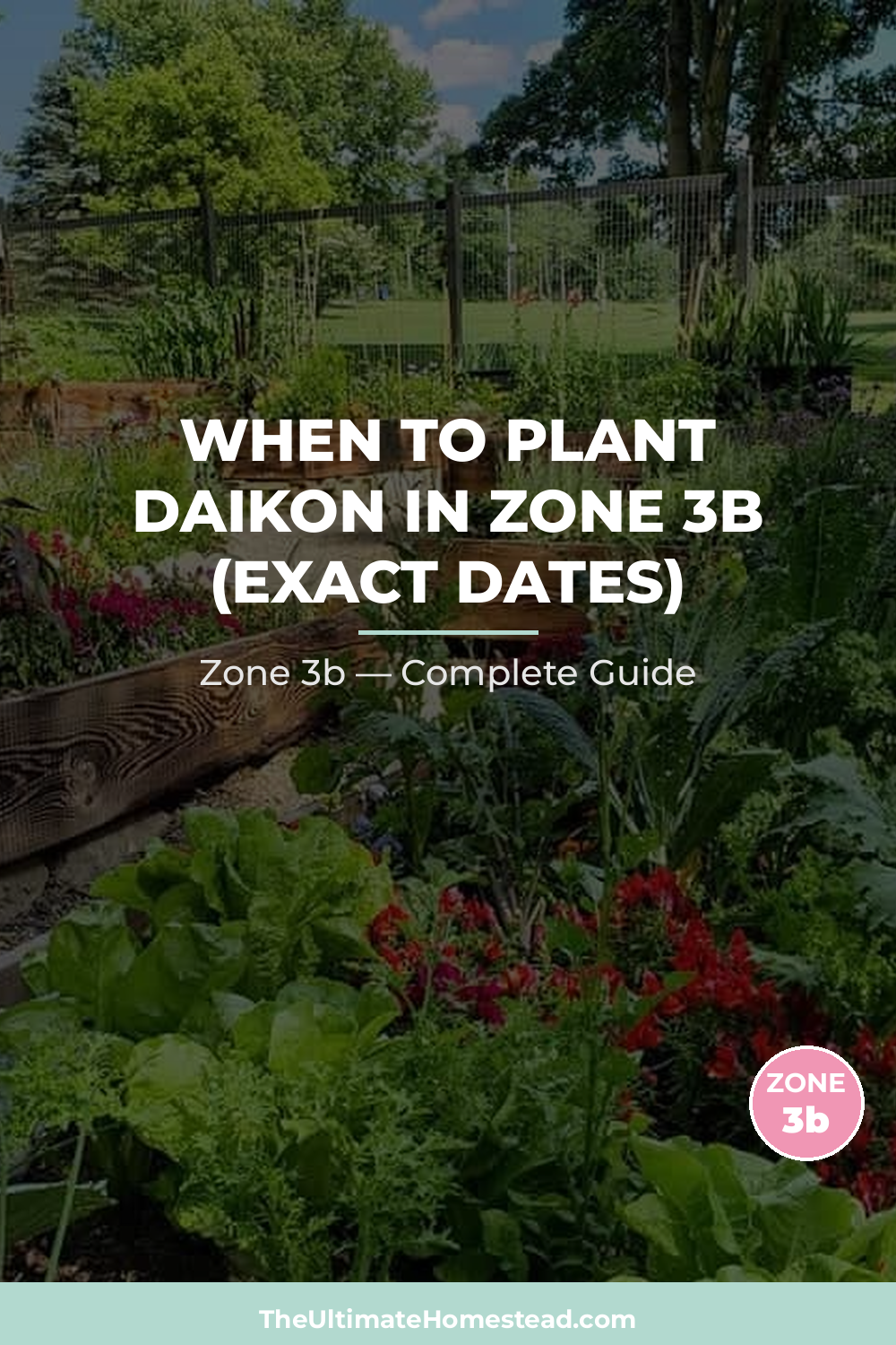When to Plant Daikon in Zone 3b