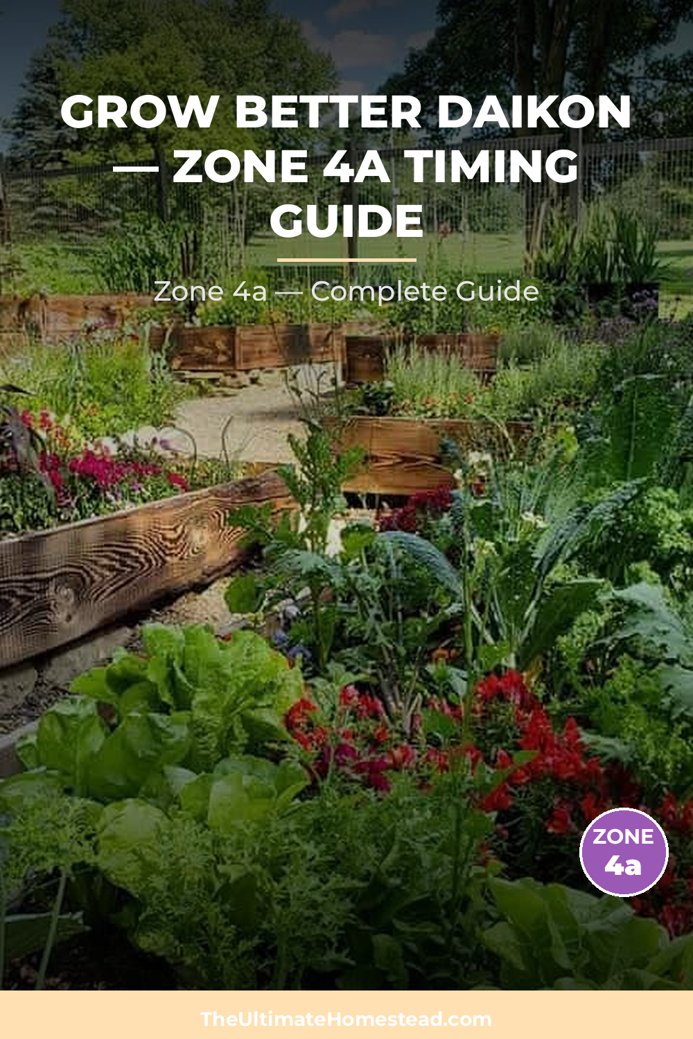 When to Plant Daikon in Zone 4a