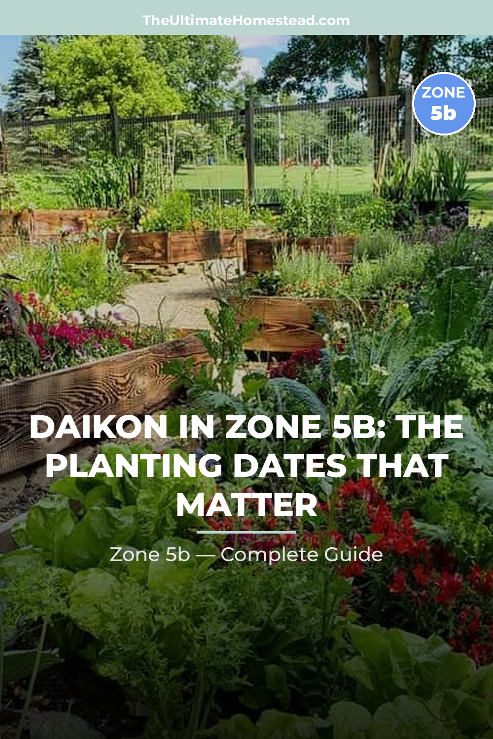 When to Plant Daikon in Zone 5b