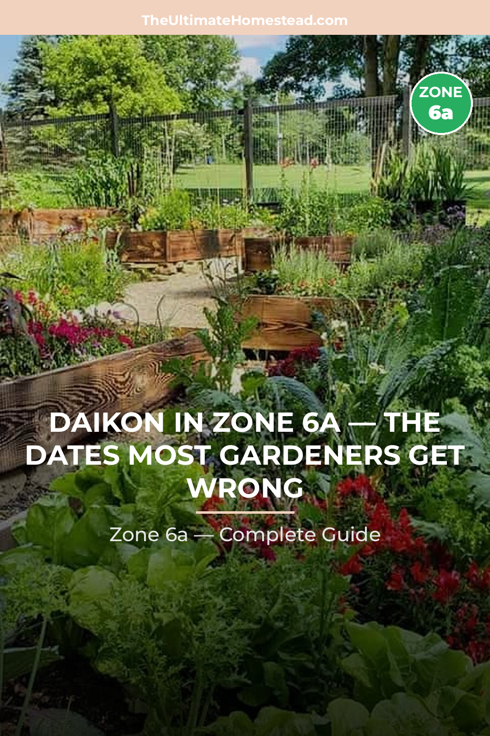When to Plant Daikon in Zone 6a