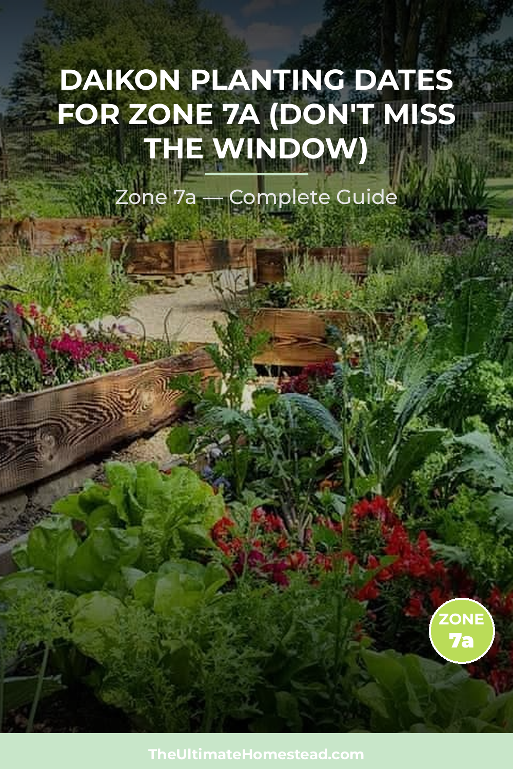 When to Plant Daikon in Zone 7a