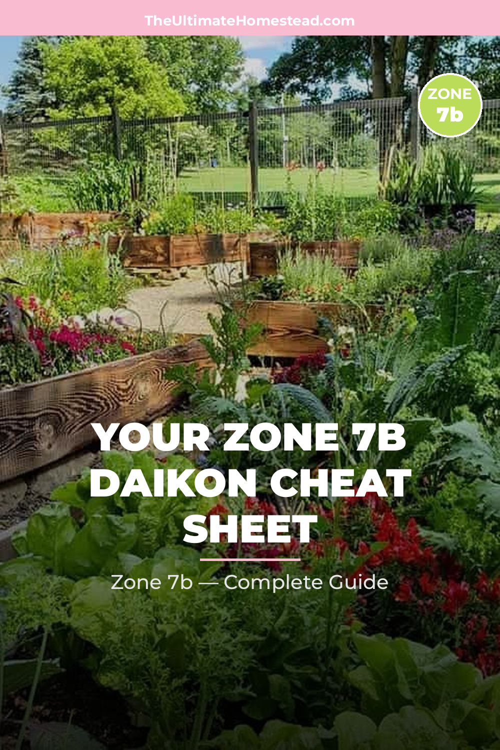 When to Plant Daikon in Zone 7b