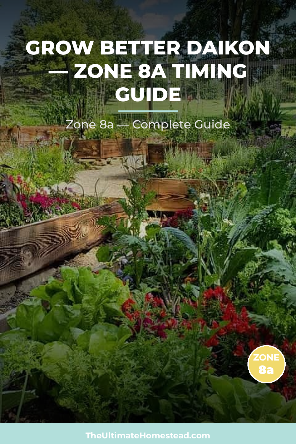 When to Plant Daikon in Zone 8a