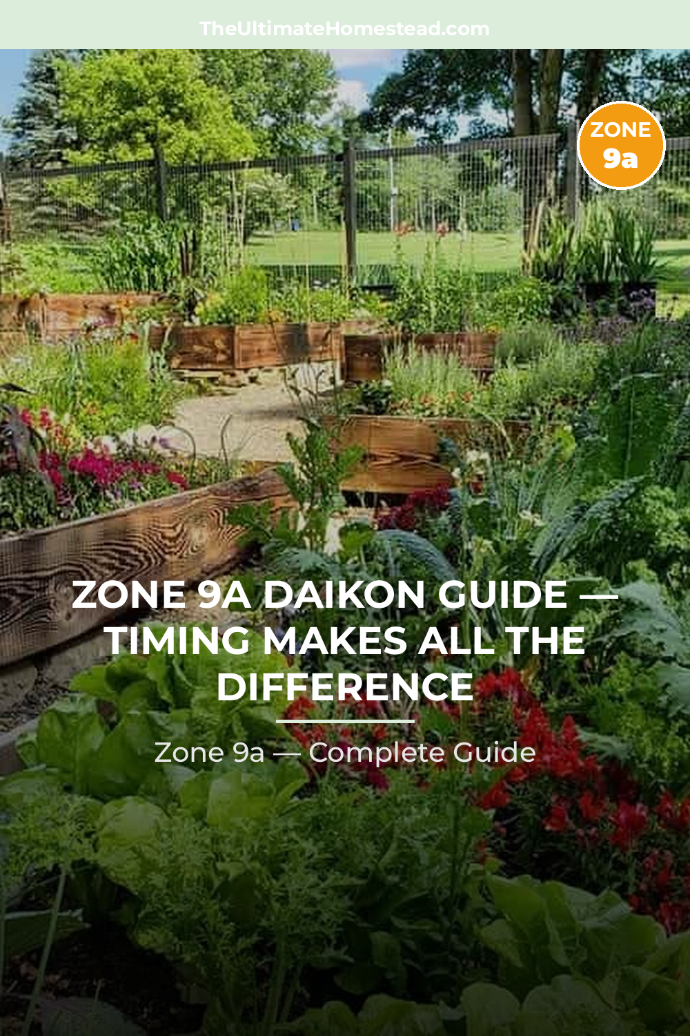 When to Plant Daikon in Zone 9a