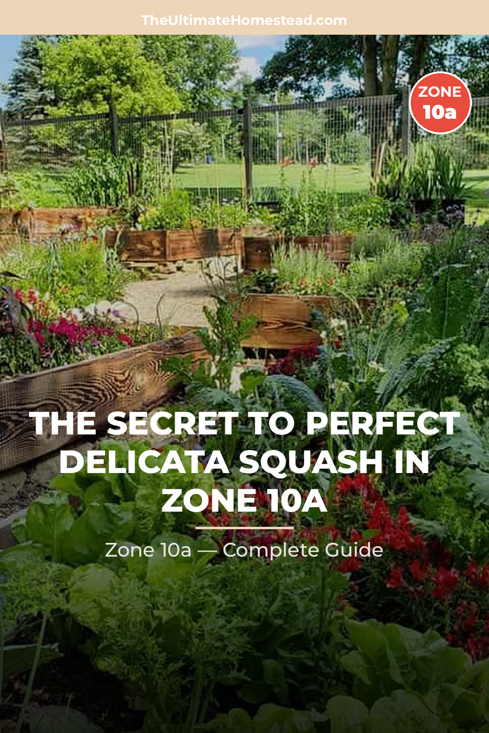 When to Plant Delicata Squash in Zone 10a