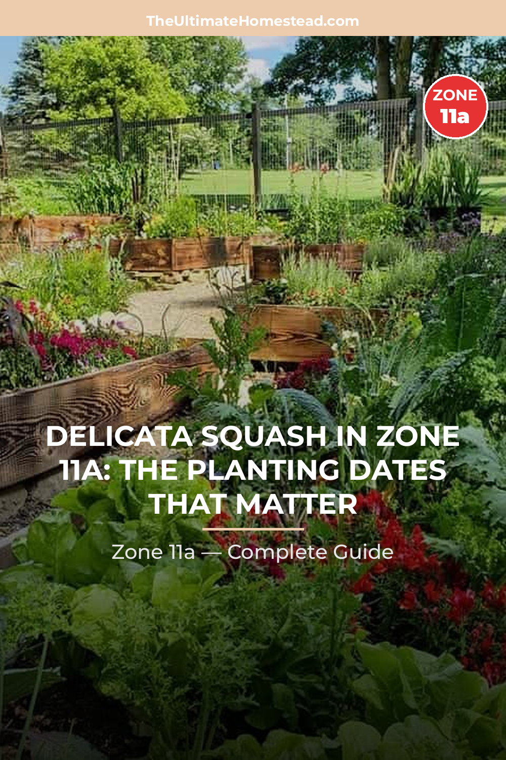 When to Plant Delicata Squash in Zone 11a