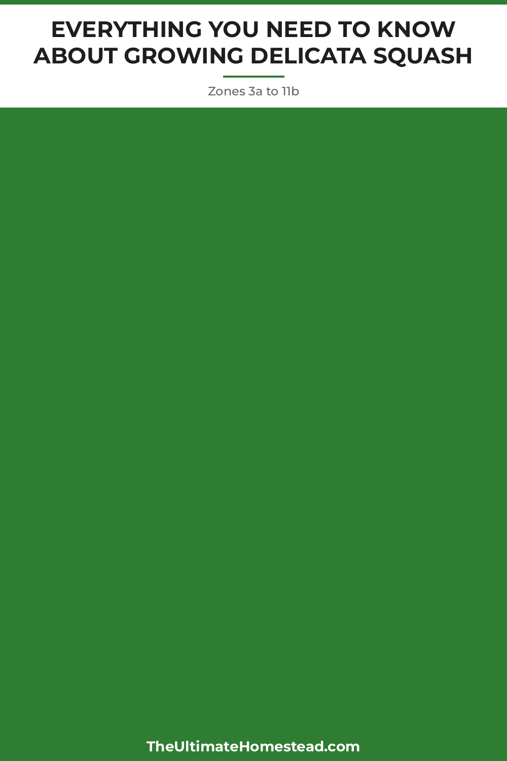 Delicata Squash Planting Guide