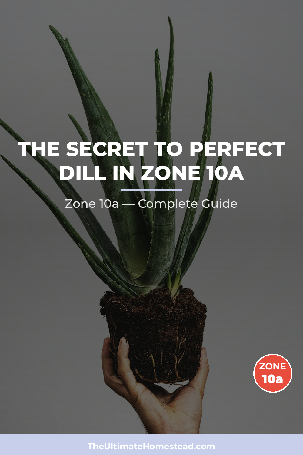 When to Plant Dill in Zone 10a
