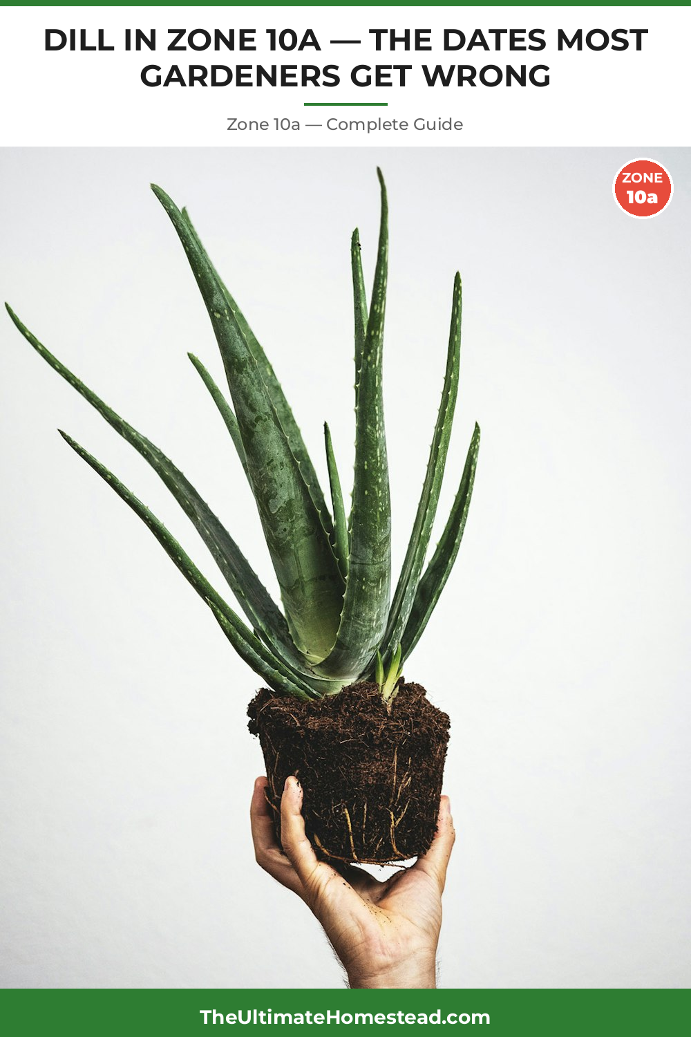 When to Plant Dill in Zone 10a