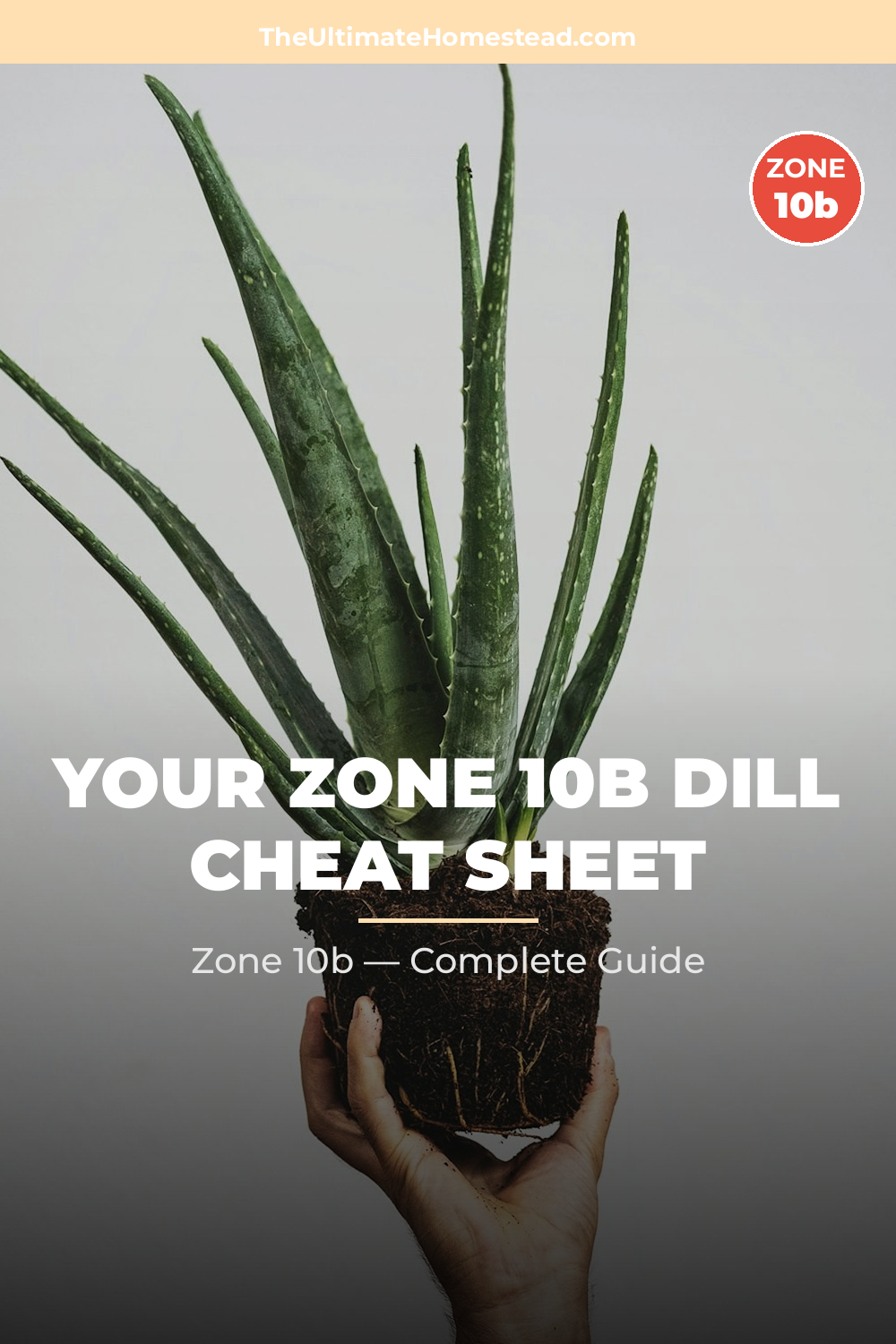 When to Plant Dill in Zone 10b