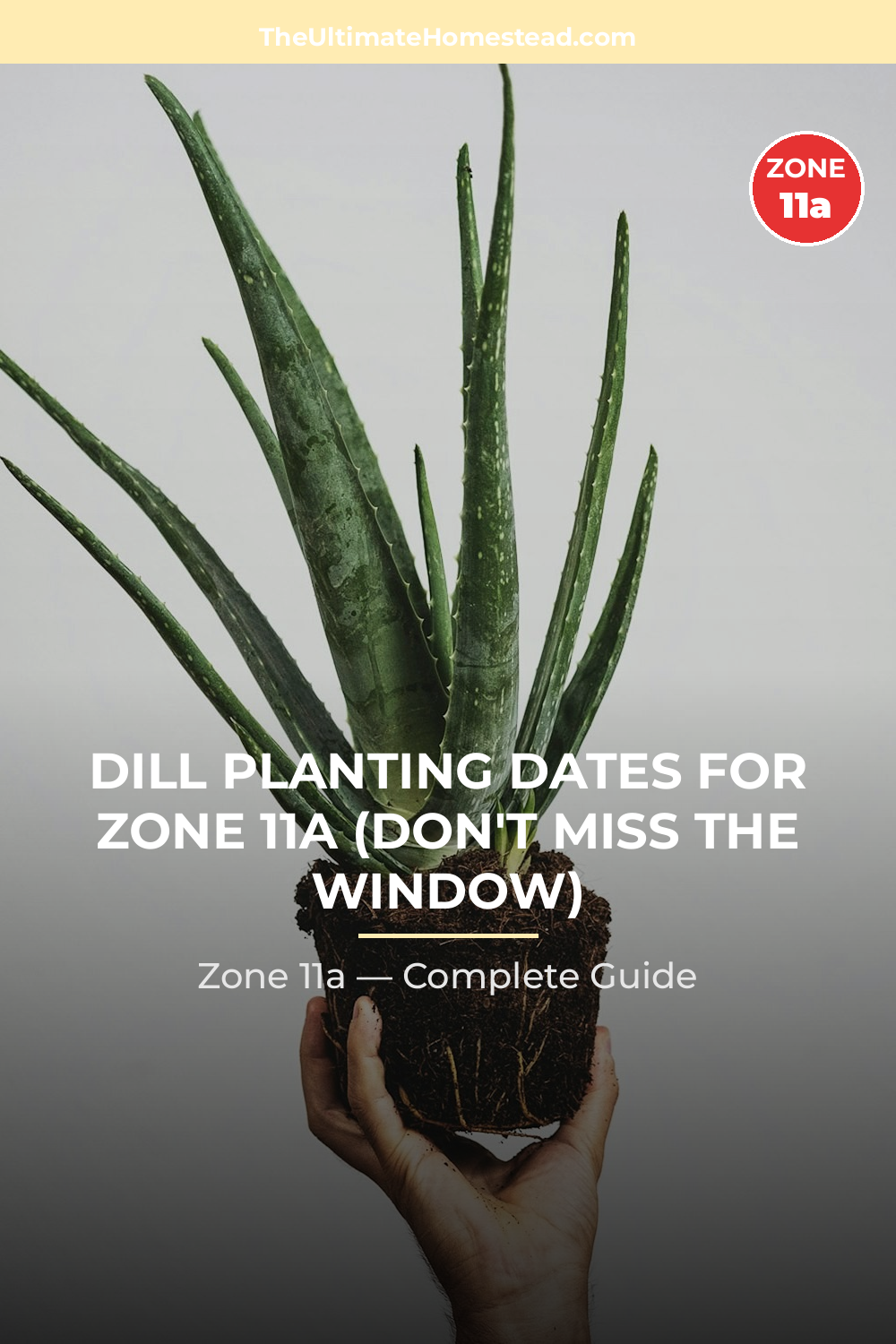 When to Plant Dill in Zone 11a