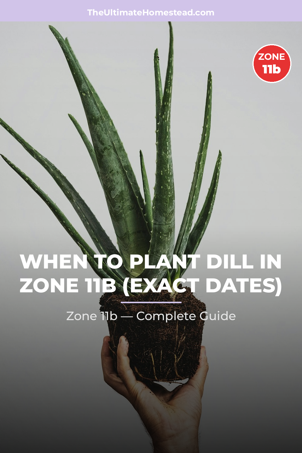 When to Plant Dill in Zone 11b