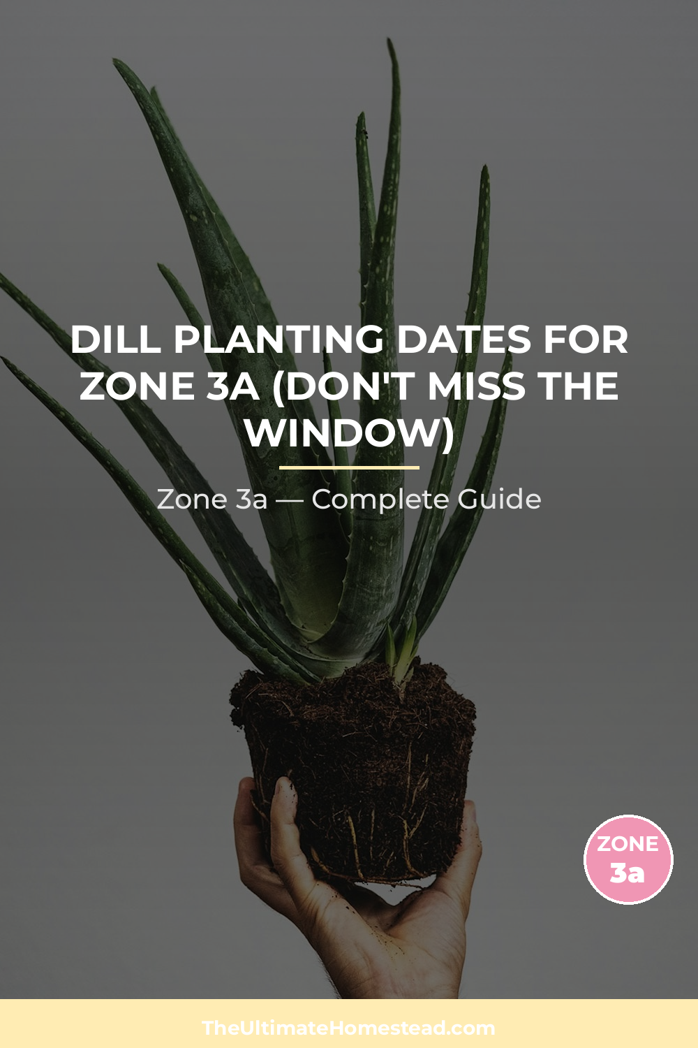 When to Plant Dill in Zone 3a