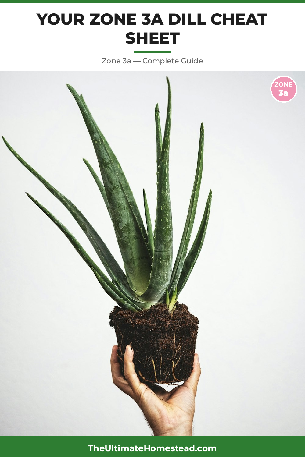 When to Plant Dill in Zone 3a